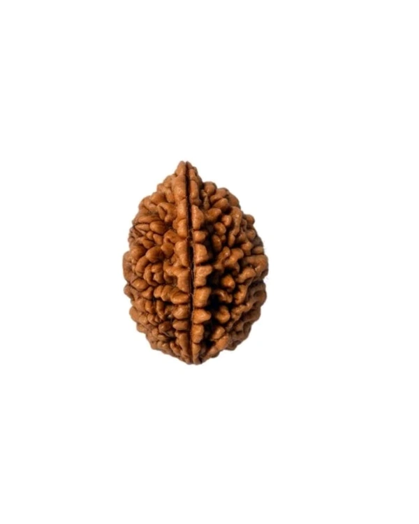 2 Mukhi Nepali Original Rudraksha