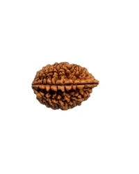 2 Mukhi Nepali Original Rudraksha