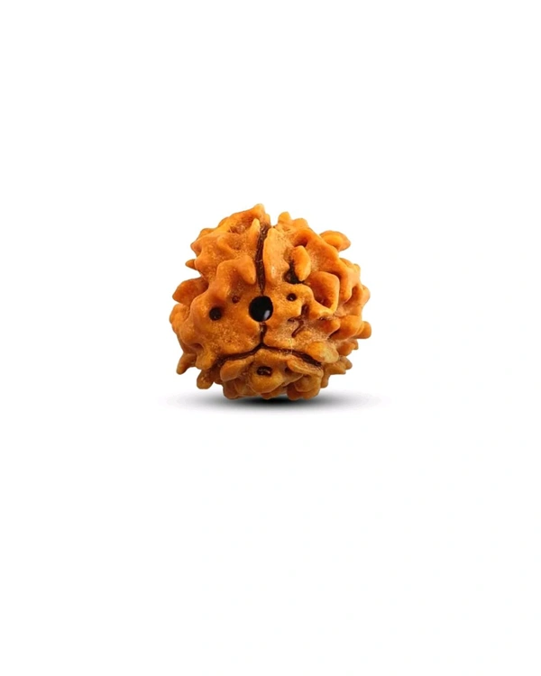 3 Mukhi Nepali Original Rudraksha