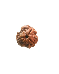 3 Mukhi Nepali Original Rudraksha