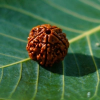 Original Himalaya 6 Face Rudraksha Certified - அசல் இமயமலை 6 முக ருத்ராட்சம்