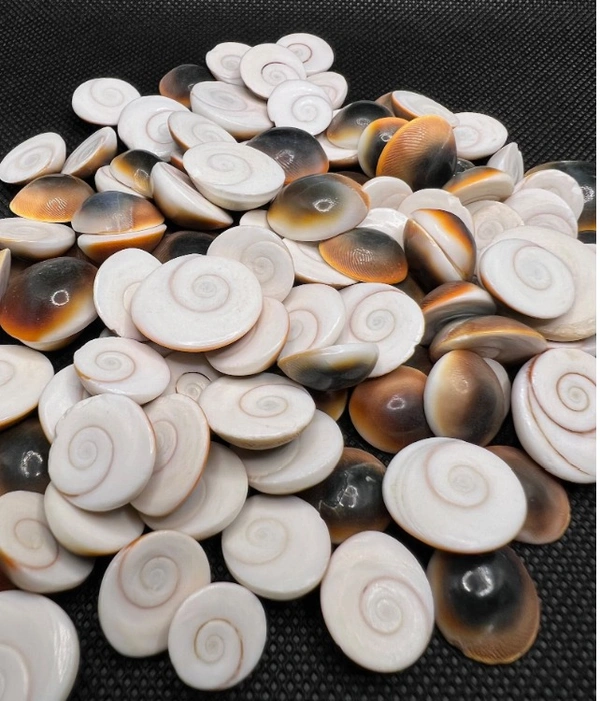 Natural Original White and Brown Gomati Chakra for Good Luck 54 pcs - 🔴 Prepaid Only