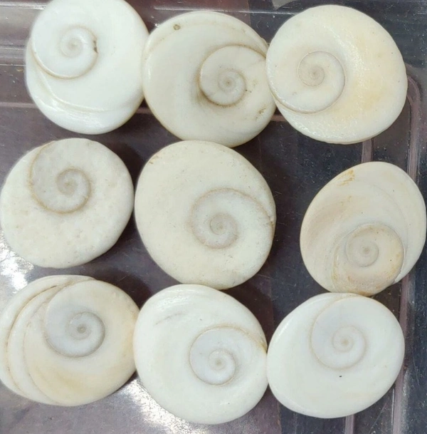 Natural Original White and Brown Gomati Chakra for Good Luck 54 pcs - 🔴 Prepaid Only