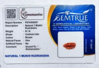 1 Mukhi Rudraksha - 🔴 Prepaid Only