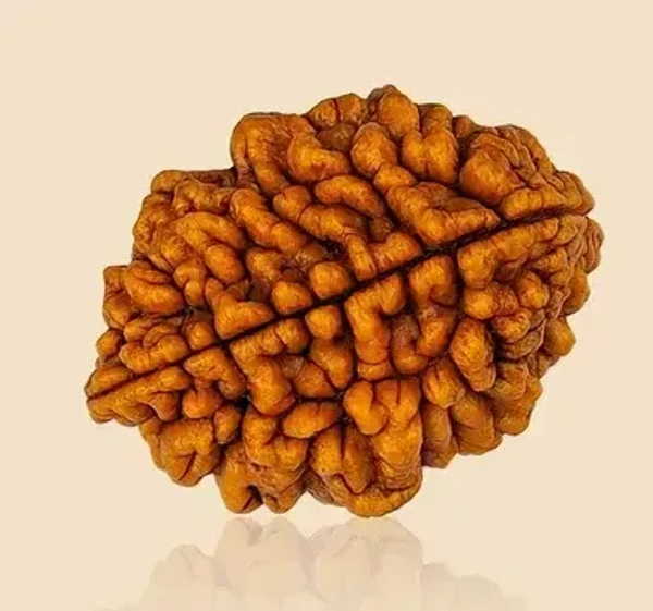 2 Mukhi Rudraksha -