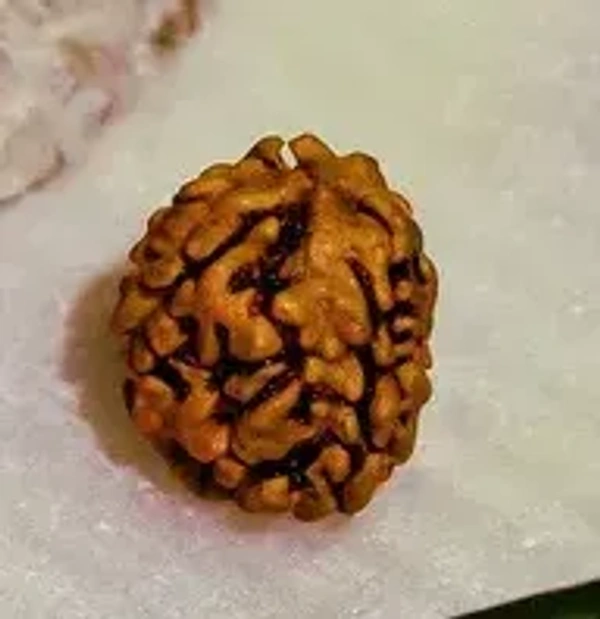 3 Mukhi Rudraksha -