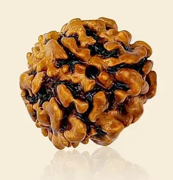 3 Mukhi Rudraksha -