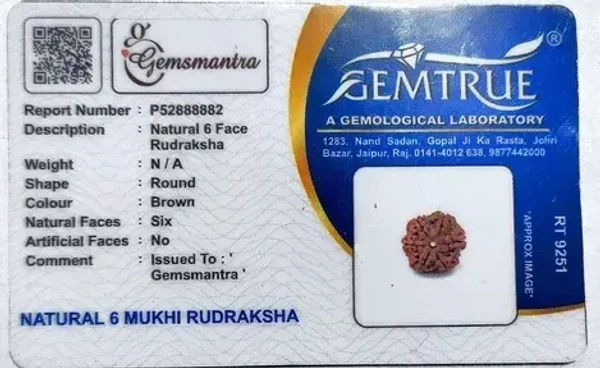 6 Mukhi Rudraksha -