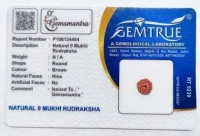 9 Mukhi Rudraksha - 🔴 Prepaid Only