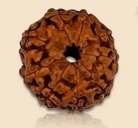 9 Mukhi Rudraksha - 🔴 Prepaid Only