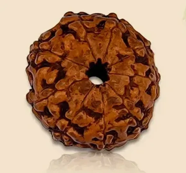 9 Mukhi Rudraksha - 🔴 Prepaid Only