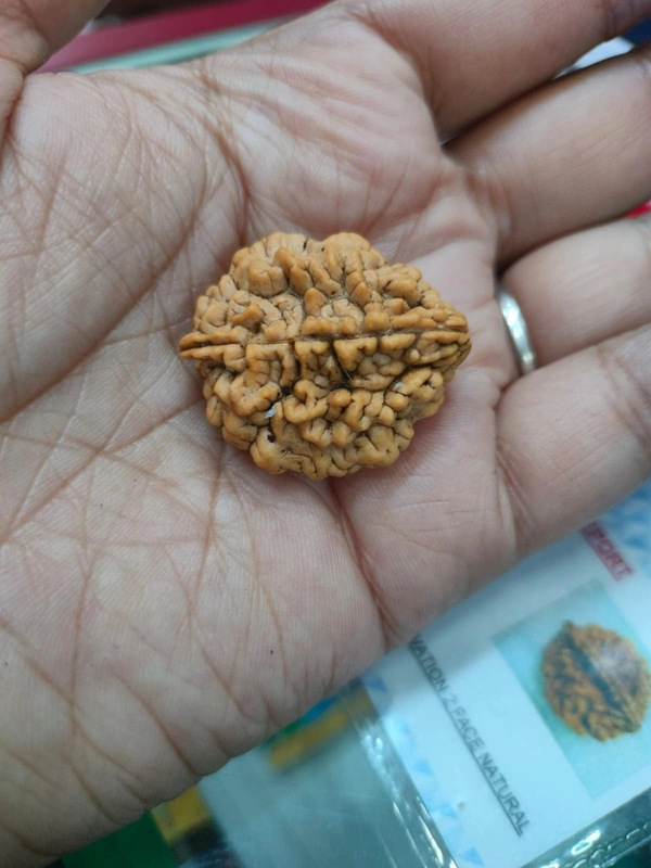2 Mukhi Rudraksha -