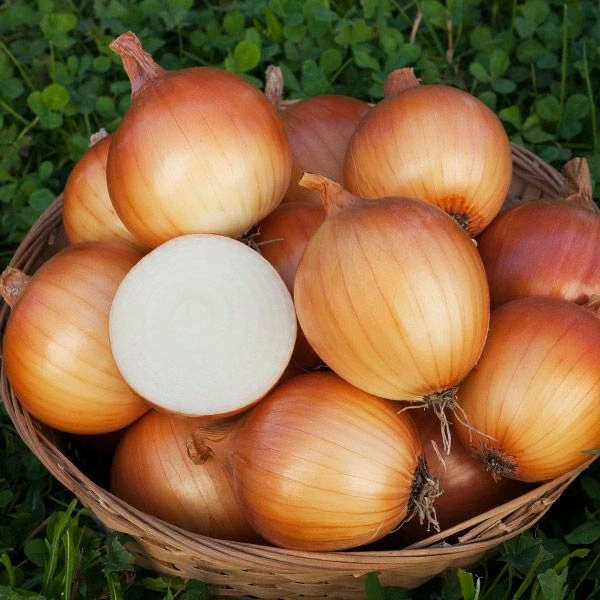 ONION