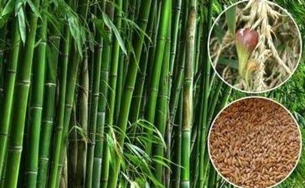 Bamboo Rice