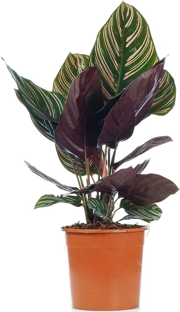 calathea decorum Goeppertia concinna – Classic Striped Prayer Plant main image 1