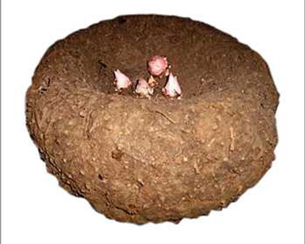 Elephant Foot Yam 500g. (ARUE)OL