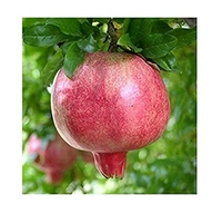 POMEGRANATE (ANAR) (500G) 