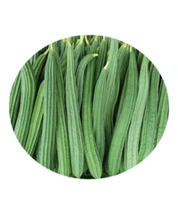 Ridge Gourd ( 500grams)Turai ಹೀರೆಕಾಯಿ Taroi