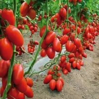 Tomato Hybrid 500g. ( टमाटर Tmatar) 12