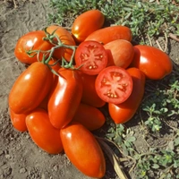 Tomato Hybrid 500g. ( टमाटर Tmatar) 12