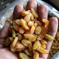 Kismis Indian (Onadrakshi): 500 gms