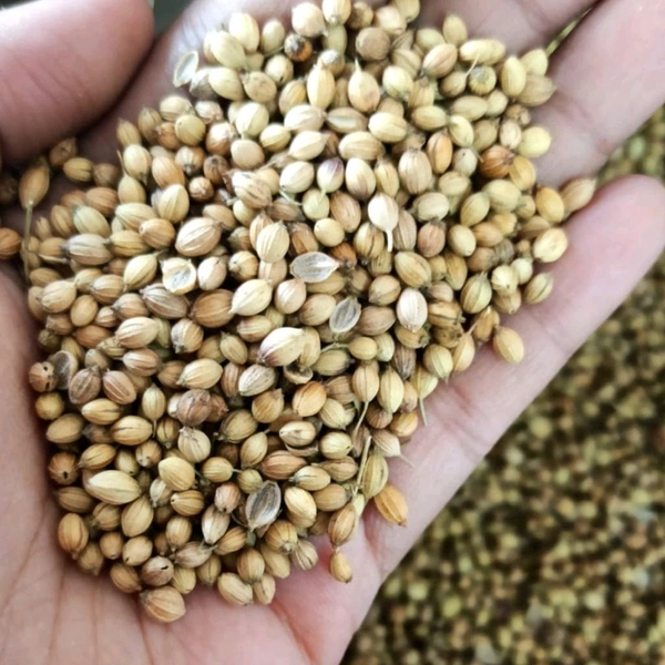 Dhaniya (Kottambari Beeja): 200 gms