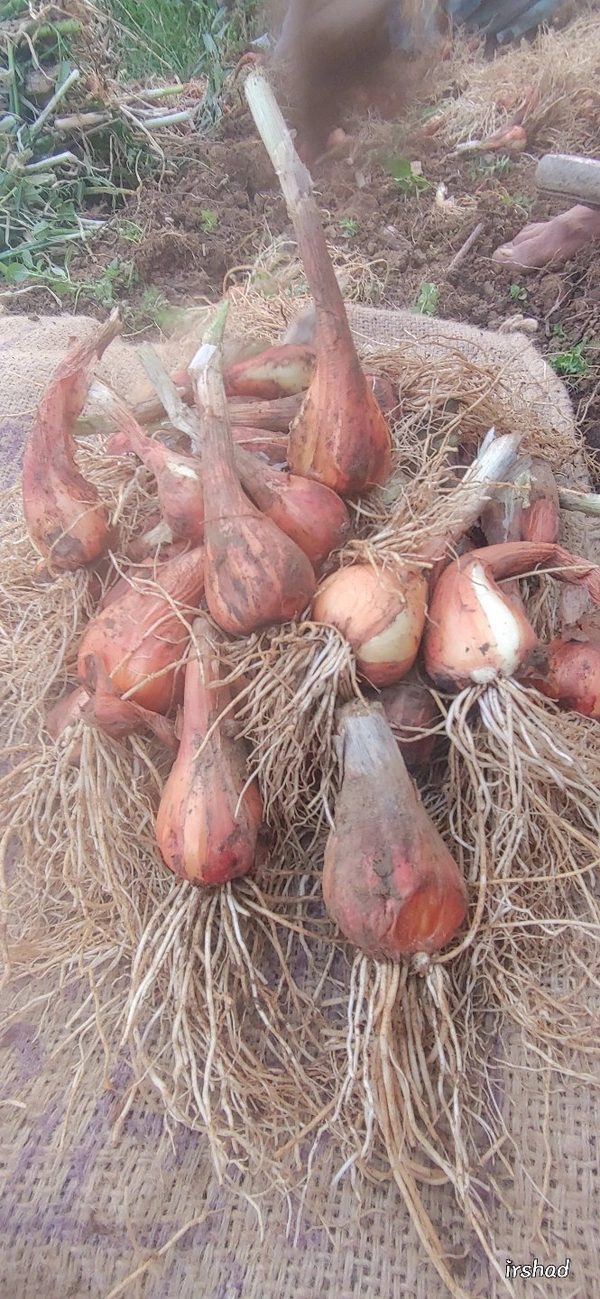 Filpkart e Store Kashmir Praan - Web Orange, 1