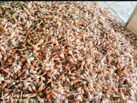 Filpkart e Store Kashmir Praan - Web Orange, 1