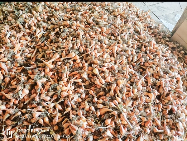 Filpkart e Store Kashmir Praan - Web Orange, 1