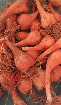 Filpkart e Store Kashmir Praan - Web Orange, 1