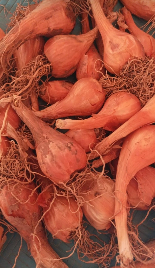 Filpkart e Store Kashmir Praan - Web Orange, 1