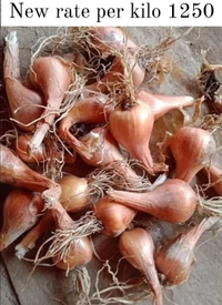 Filpkart e Store Kashmir Praan - Web Orange, 1