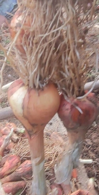 Filpkart e Store Kashmir Praan - Web Orange, 1