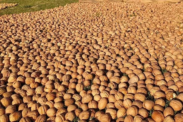 Flekart E Store Kashmir Walnuts – With Shell - 1, White