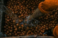 Flekart E Store Kashmir Walnuts – With Shell - 1, White