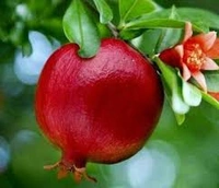 अनार Anar Pomegranate - 500