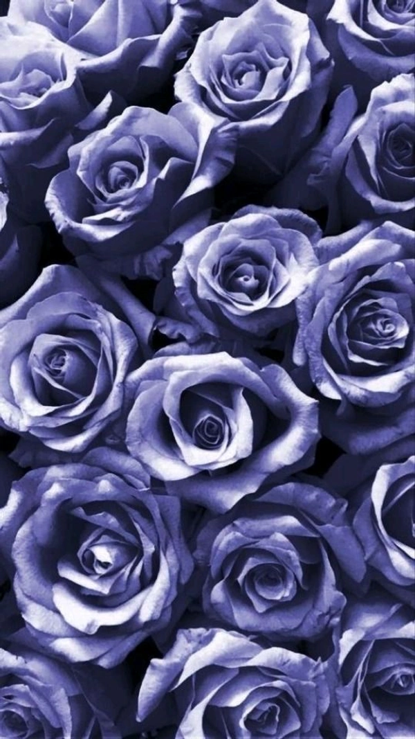 Magic Pearl Wrapping Sheet New 50x70 1 (25 Sheets) 