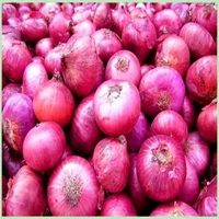 Pyaj Onion  New  - 1 Kg