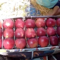 Kashmiri FRESH Apple ( Sweet ) - 1 kg