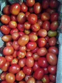 Tamatar  - 1 kg