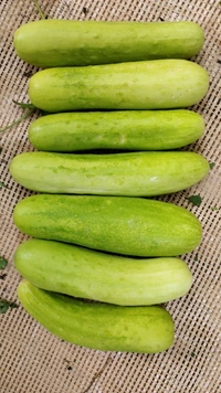 Cucumber Kakadi   - 500g