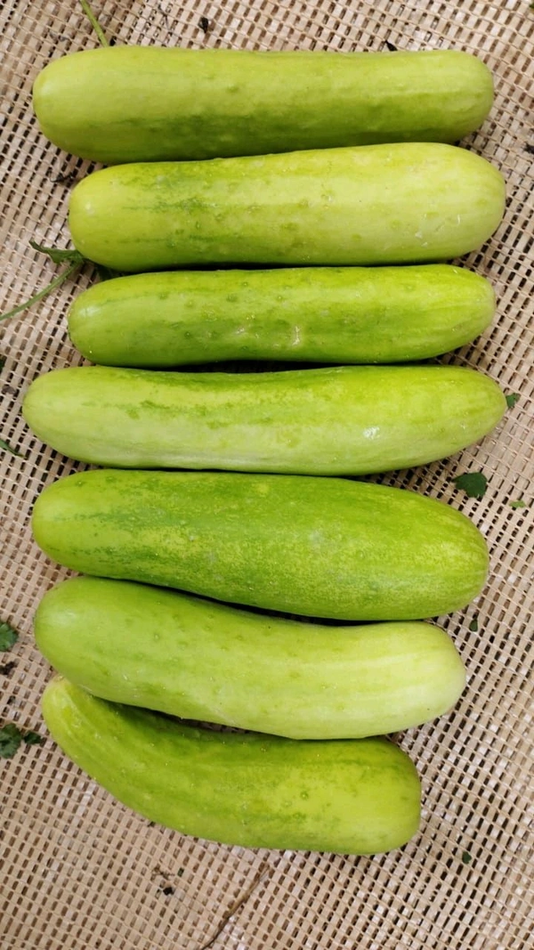Khire Kakadi Cucumber  500g - 1 kg