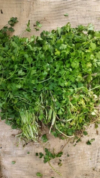 Coriander Hara Dhaniya (1 Gadi)