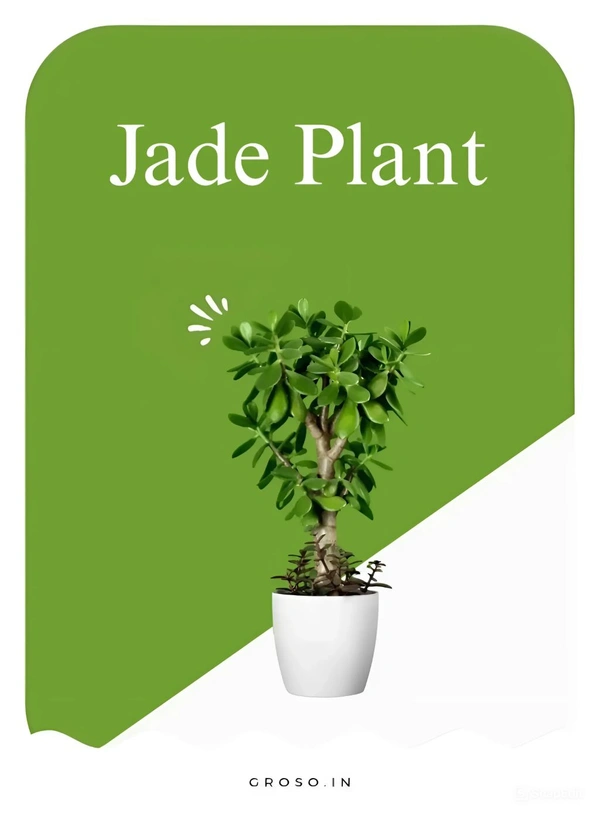 Jade Plant