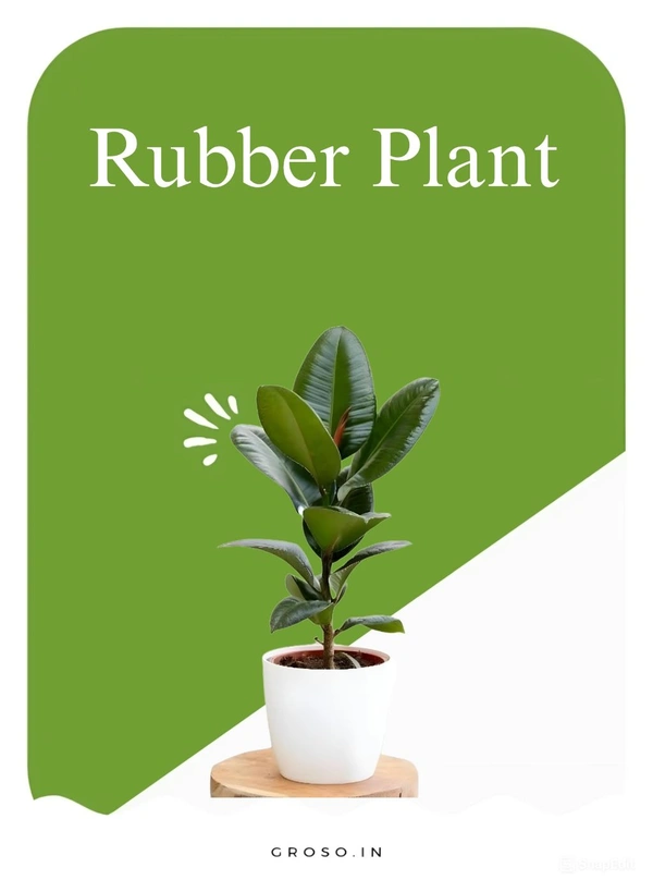 Rubber Plant
