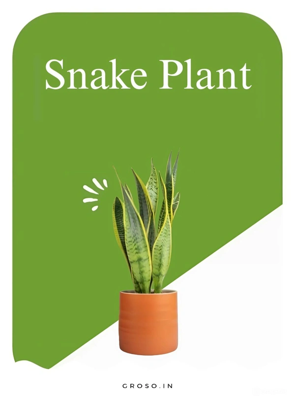 Snake Plant