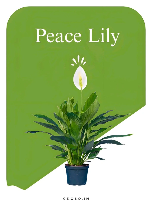 Peace Lily