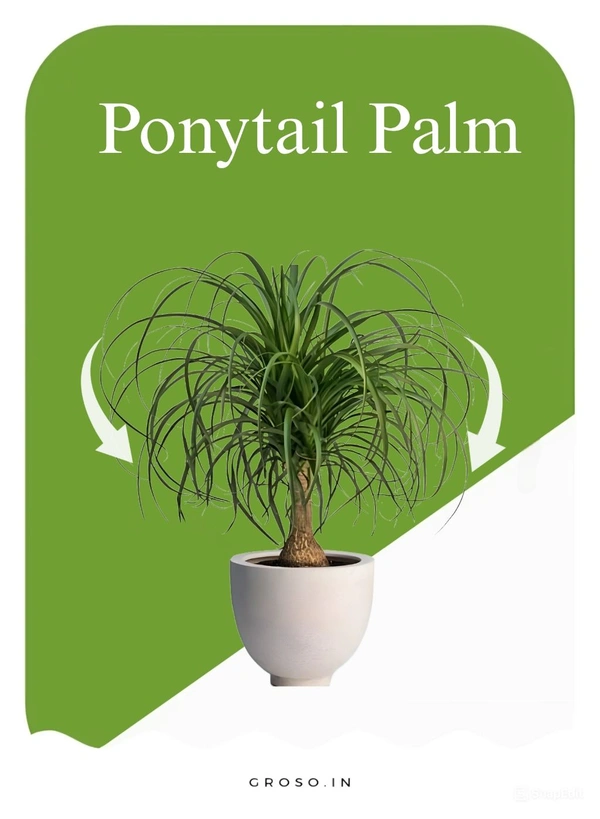 Ponytail Palm