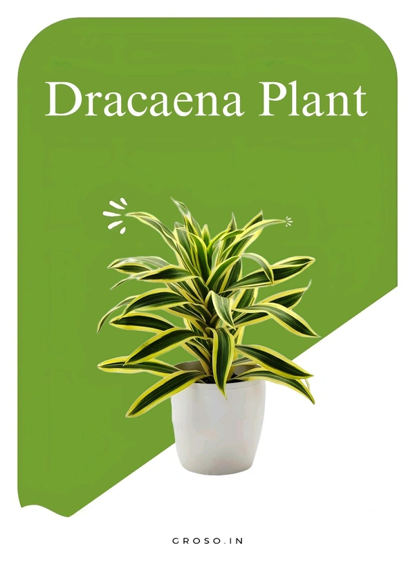 Dracaena Plant