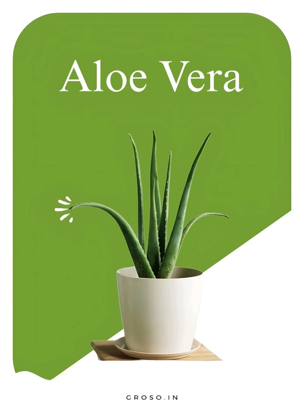 Aloe Veera